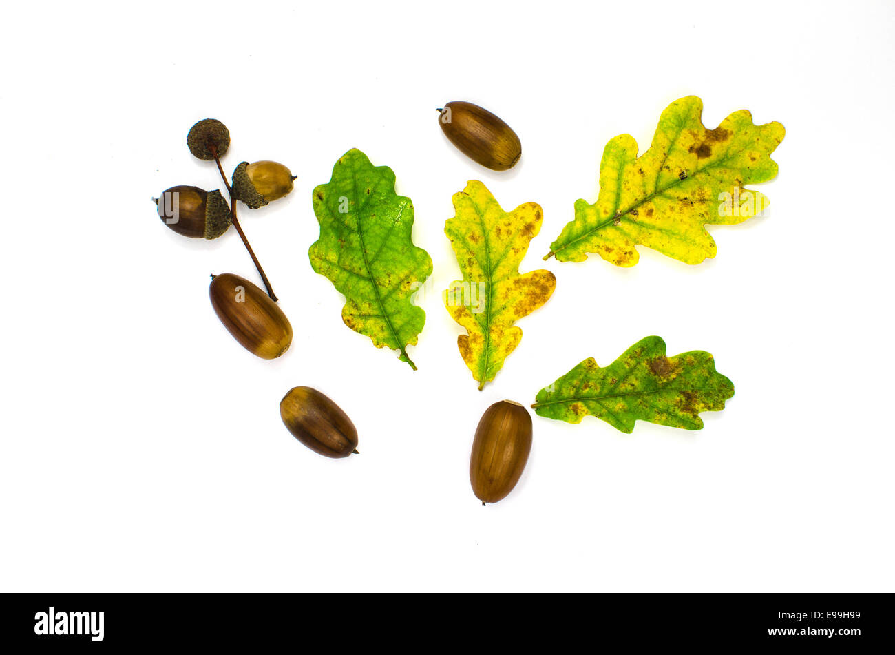 Herbst-Symbole Dekoration Stillleben mit Eiche Blätter und Eicheln auf weiß Stockfoto