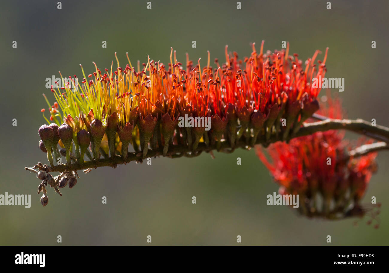 Die roten und grünen Blumen die Bushwillow gefunden in den trockenen Wäldern von Mexiko Stockfoto