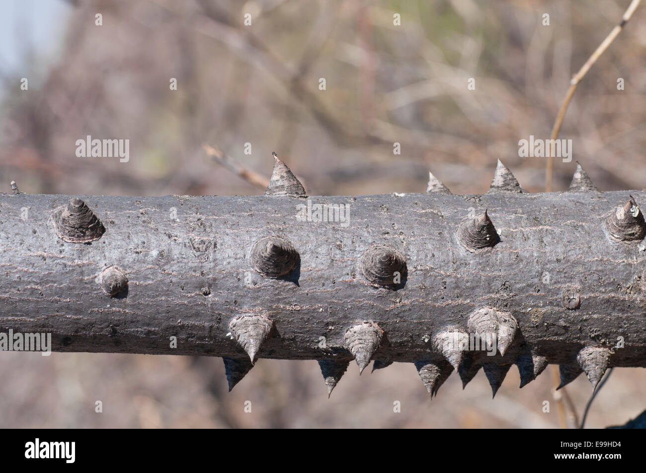 Eine Nahaufnahme von den Baumstamm Seide Baumwolle aus Mexiko zeigt die heavy-Duty-Stacheln. Stockfoto