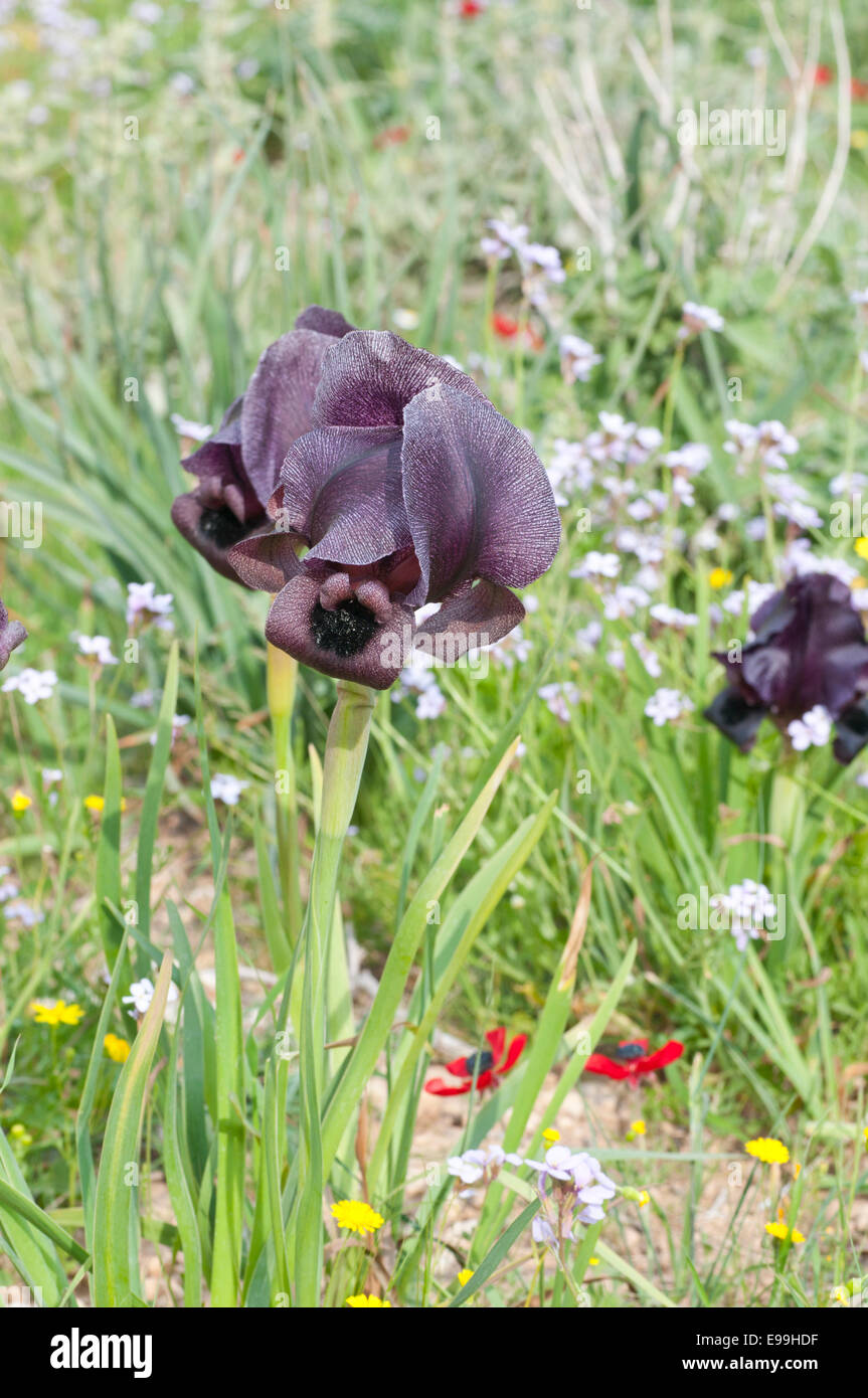 Eine jordanische Iris (Iris Haynei) in seinem natürlichen Lebensraum Stockfoto