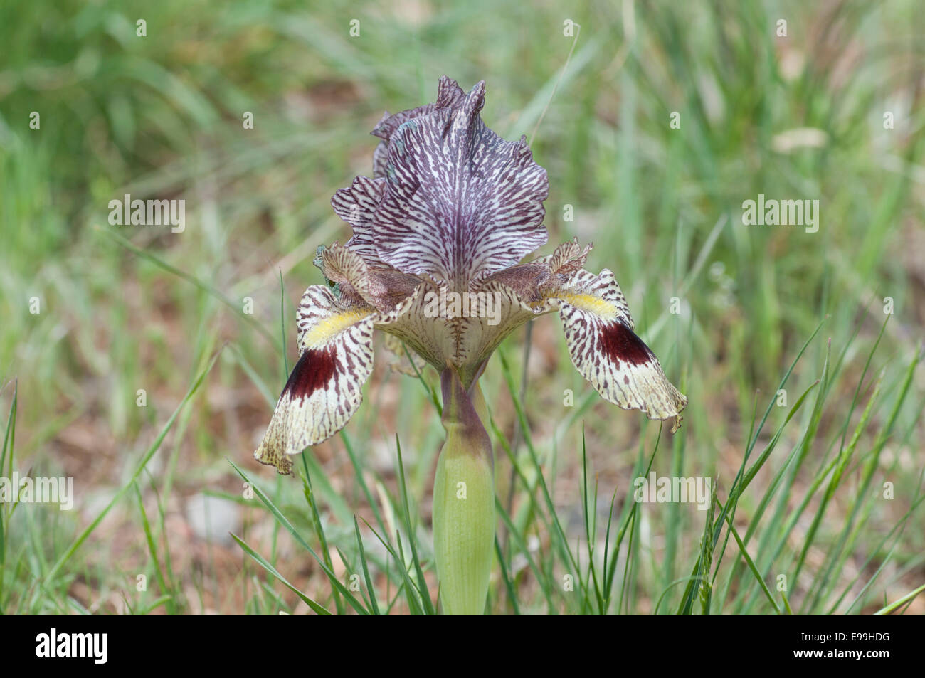 Einzelne Blume von Iris Sari fotografiert eine türkische endemisch in der Aladağlar National Park, Türkei Stockfoto