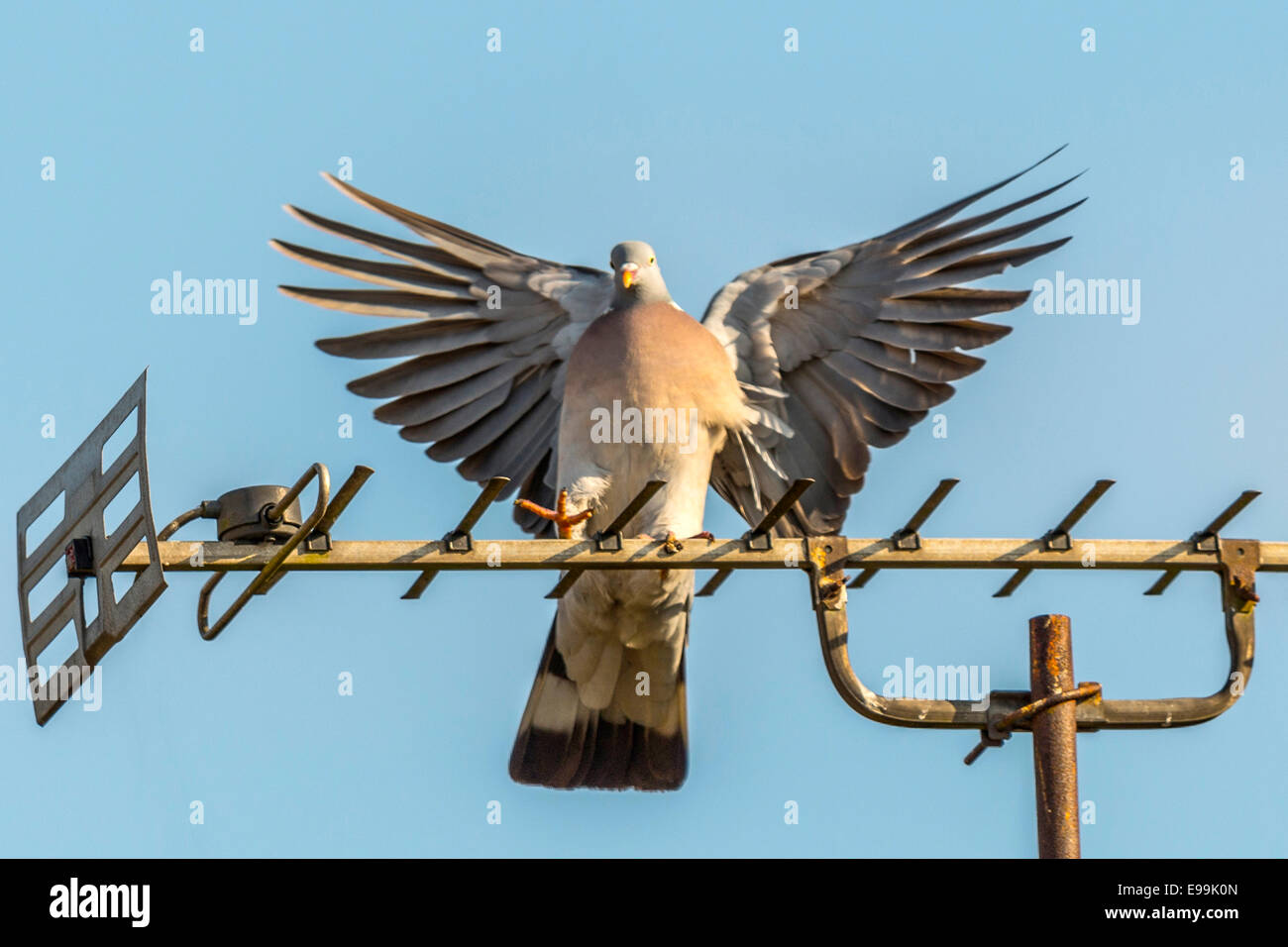 Wilde Taube [Columba] Landung auf eine TV-Antenne mit Flügel im Flug verlängert. Stockfoto