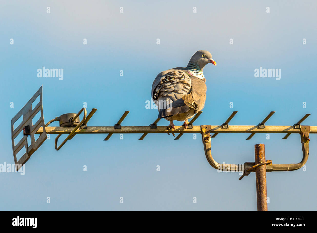 Wilde Taube [Columba] thront auf eine TV-Antenne Vermessung die Umgebung auf einer Anhöhe. Stockfoto