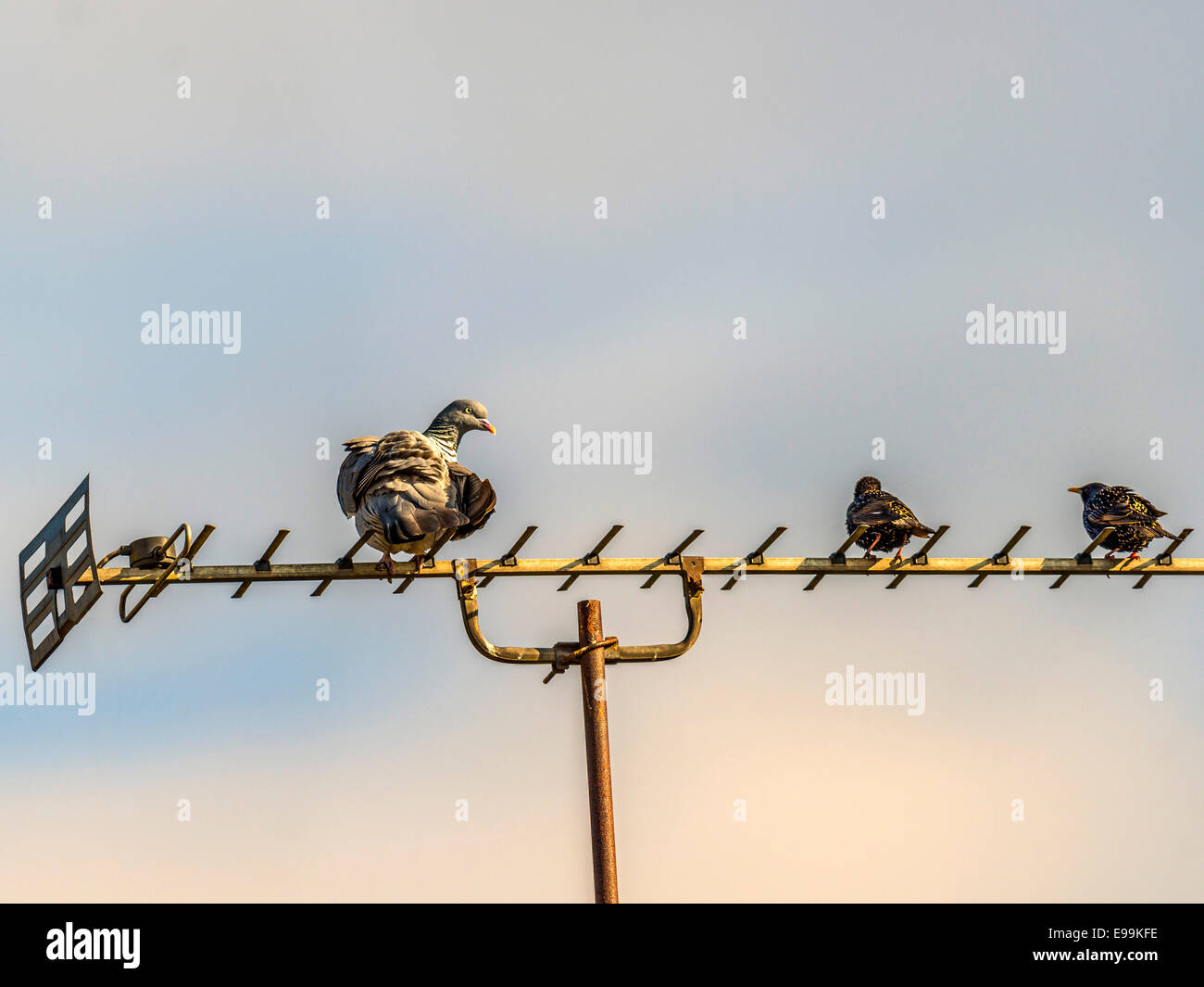 Weibliche wilde Taube [Columba] thront auf eine TV-Antenne, begleitet von zwei Starling. Stockfoto