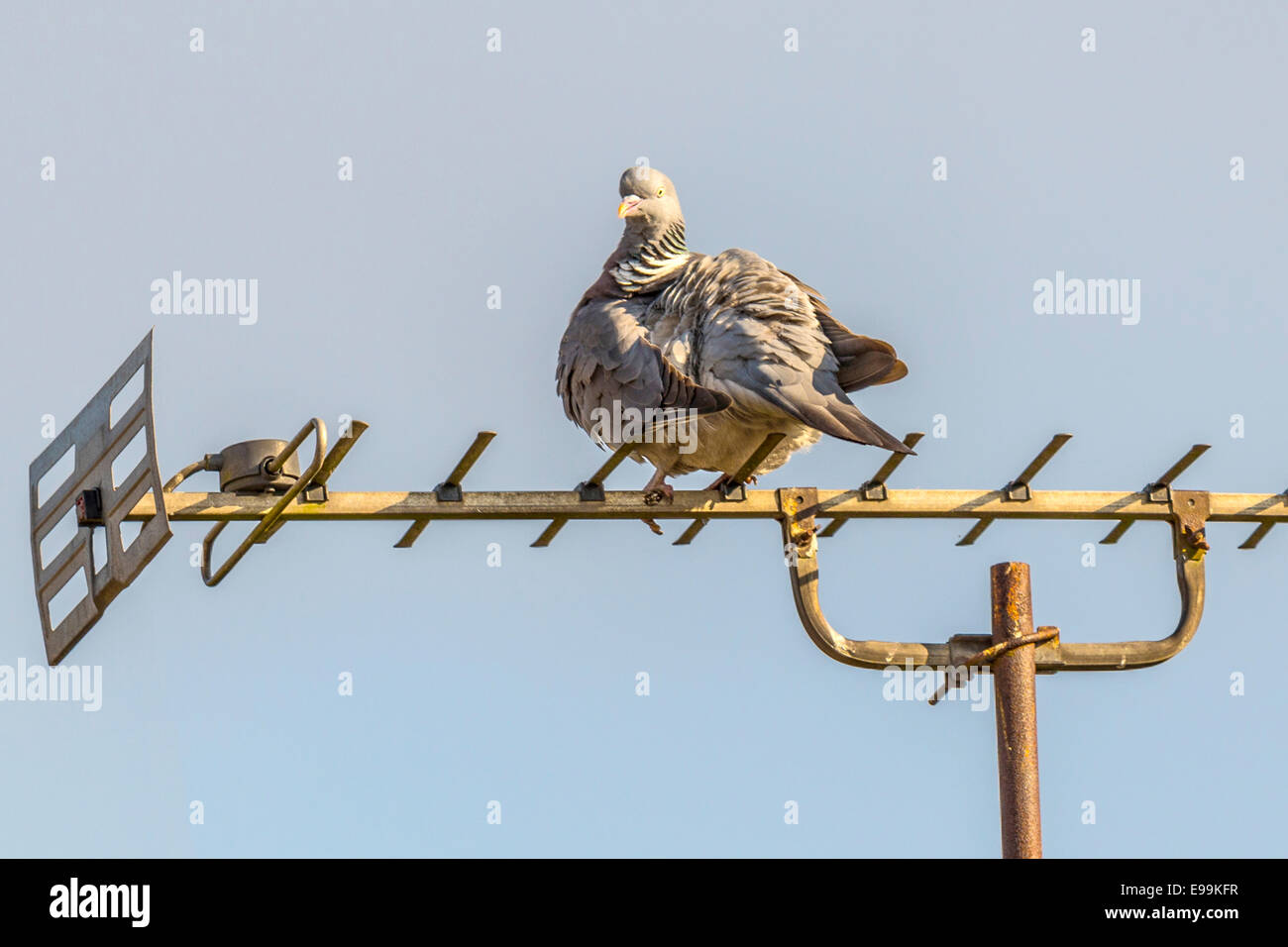 Weibliche wilde Taube [Columba] thront auf einem TV-Antenne, putzen sich selbst als Teil eines Rituals Balz. Stockfoto