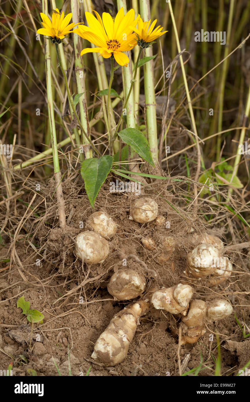 Arten essbare Knolle mit Wurzeln und Blumen Stockfotografie