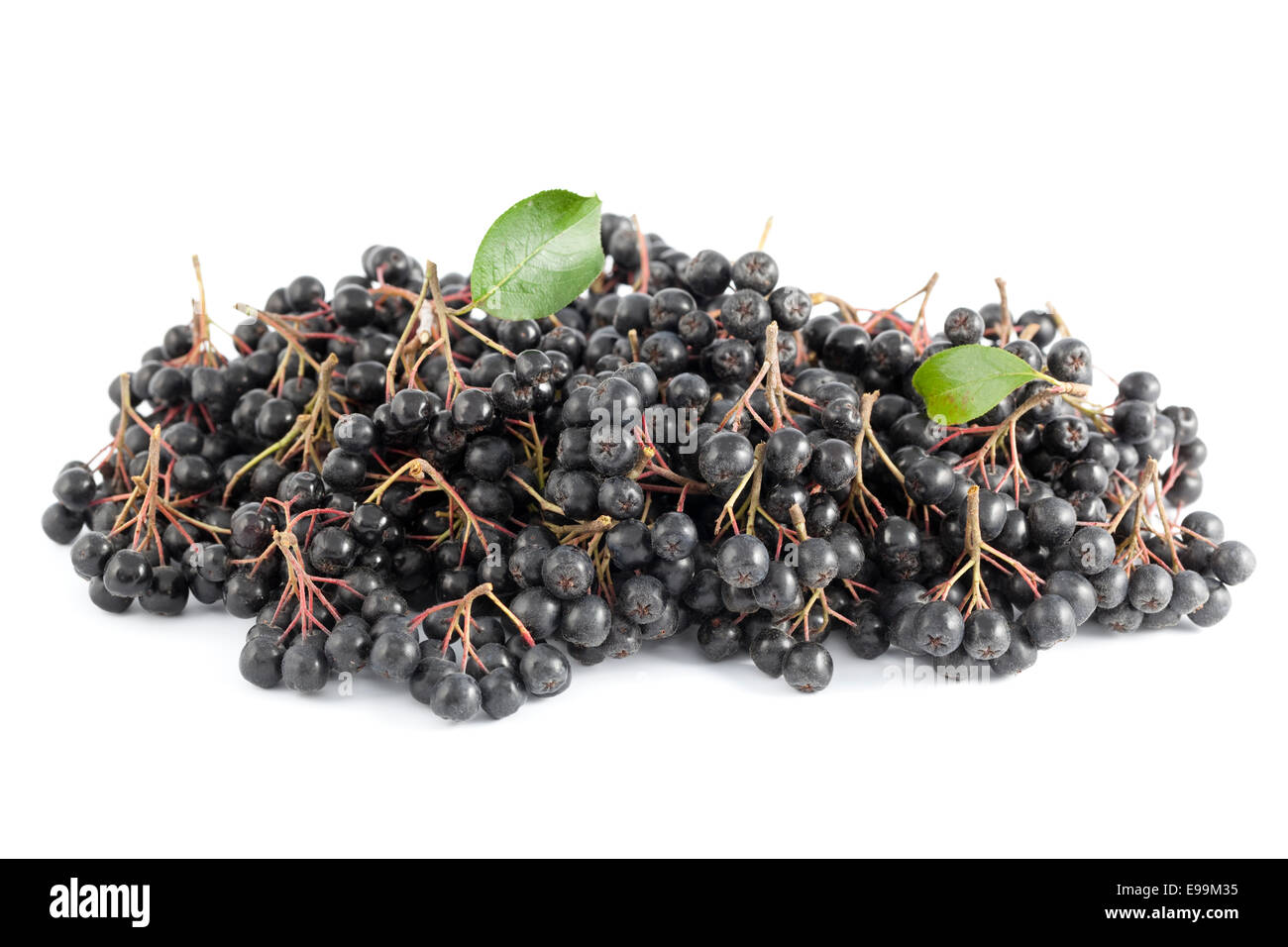 Cluster-schwarze Aronia (Aronia Arbutifolia) auf weißem Hintergrund Stockfoto