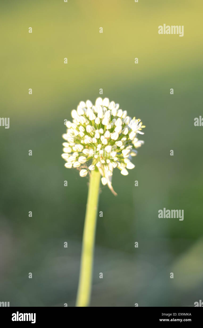 Zwiebel Stockfoto