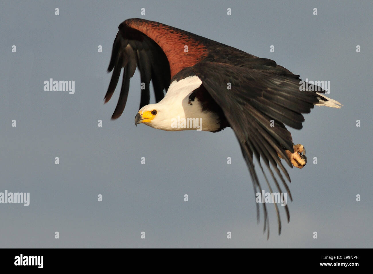 Accipitridae, Baringo-See-Nationalpark, Kenia, Afrika, African Fish Eagle (Haliaeetus Vocifer) Stockfoto