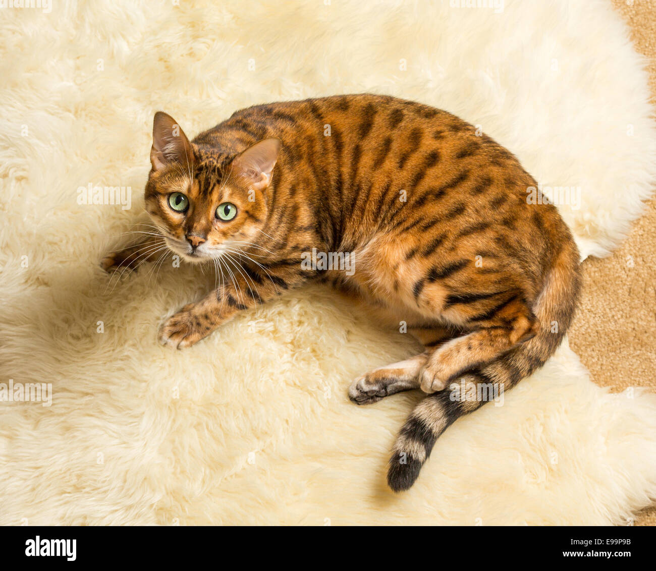 Orange braun Bengal-Katze auf Wolle Teppich Stockfoto