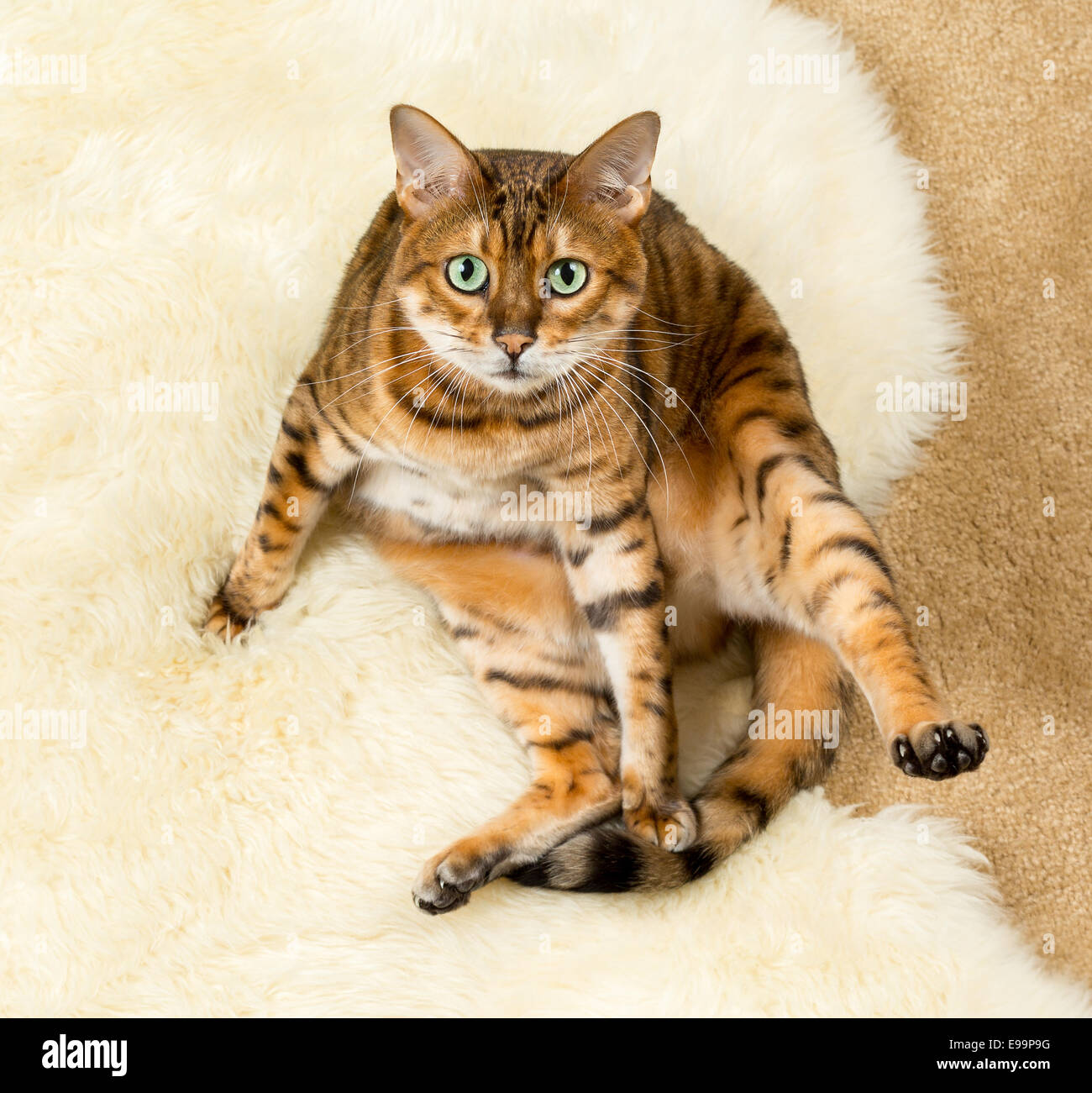 Orange braun Bengal-Katze auf Wolle Teppich Stockfoto