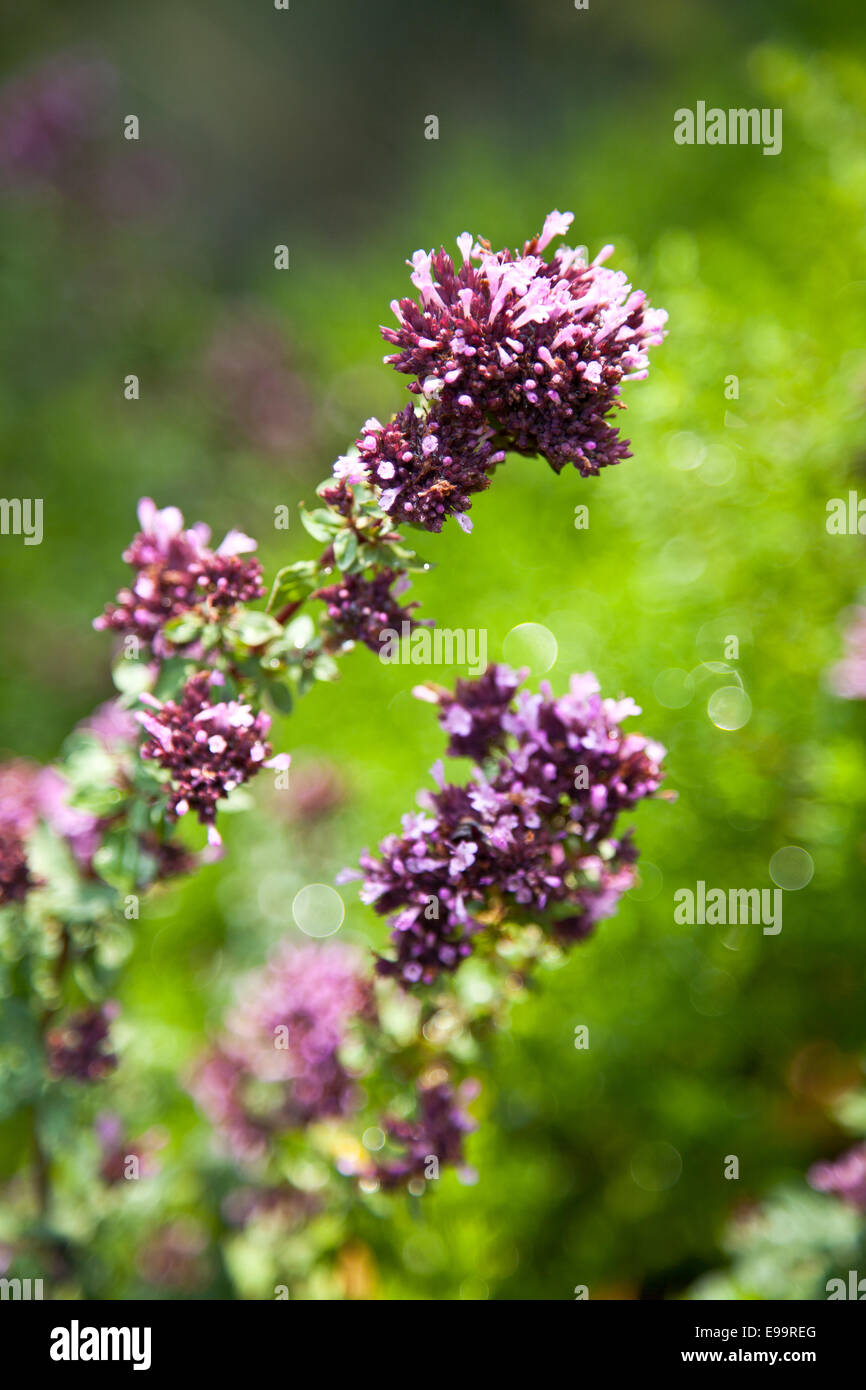 Oregano / echter Dost (Origanum Vulgare) Stockfoto