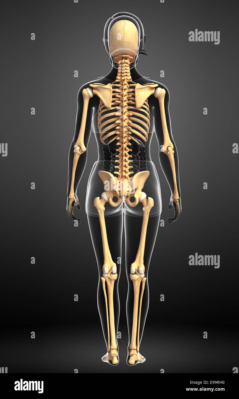 Illustration des menschlichen Skelett Rückansicht Stockfoto