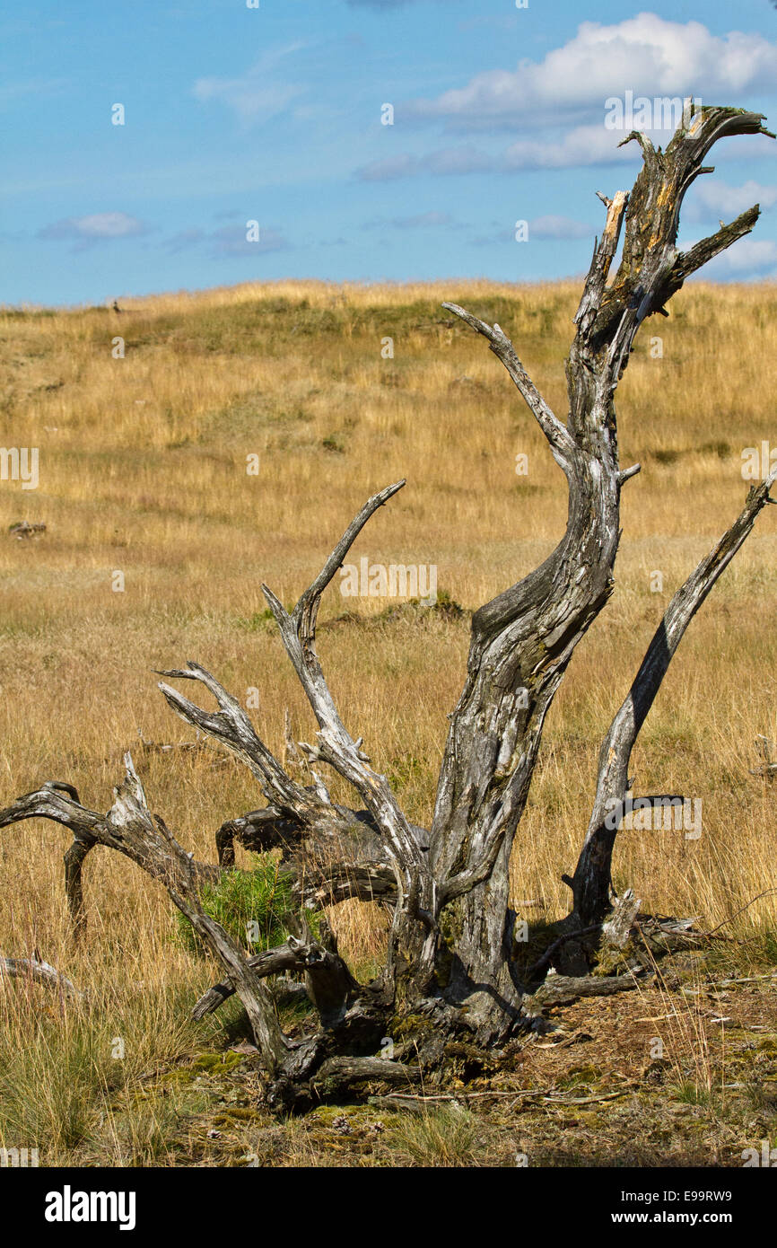 toter Baum im Heidekraut Stockfoto