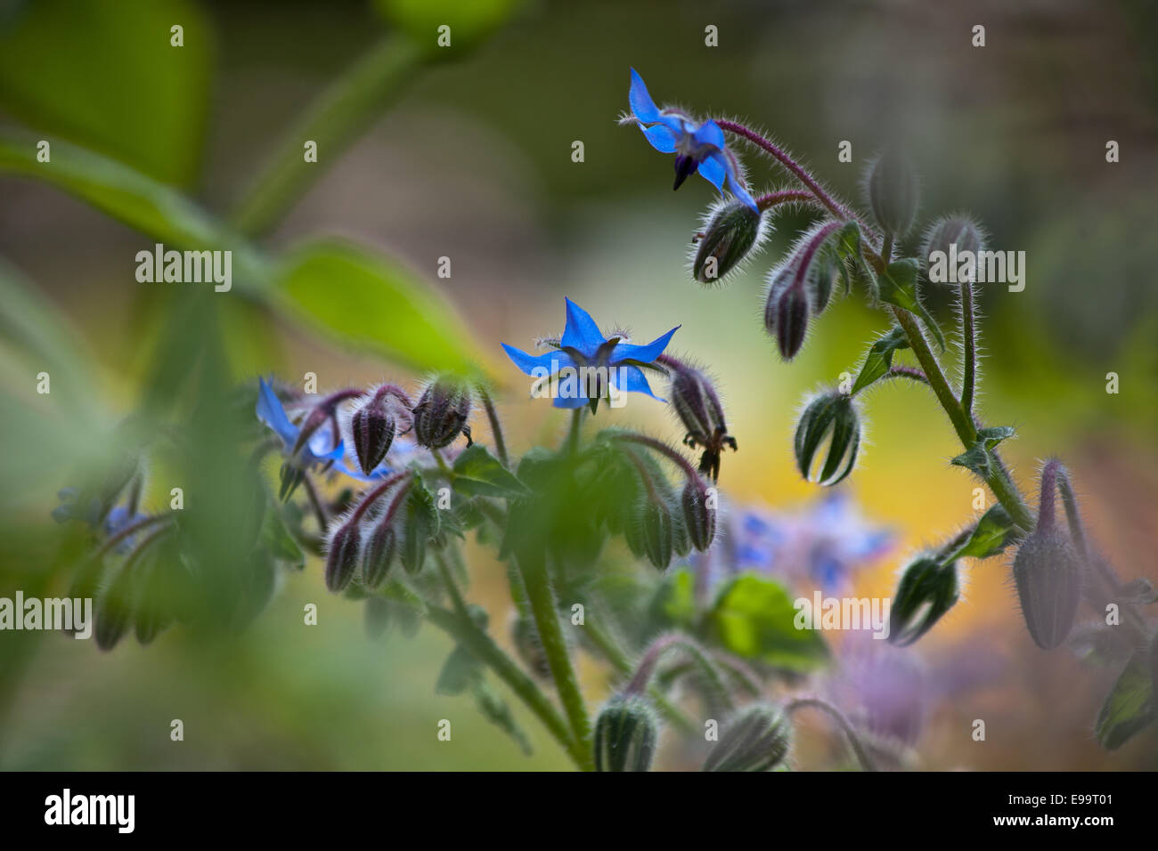 Borretsch garten Fotos und Bildmaterial in hoher Auflösung Alamy