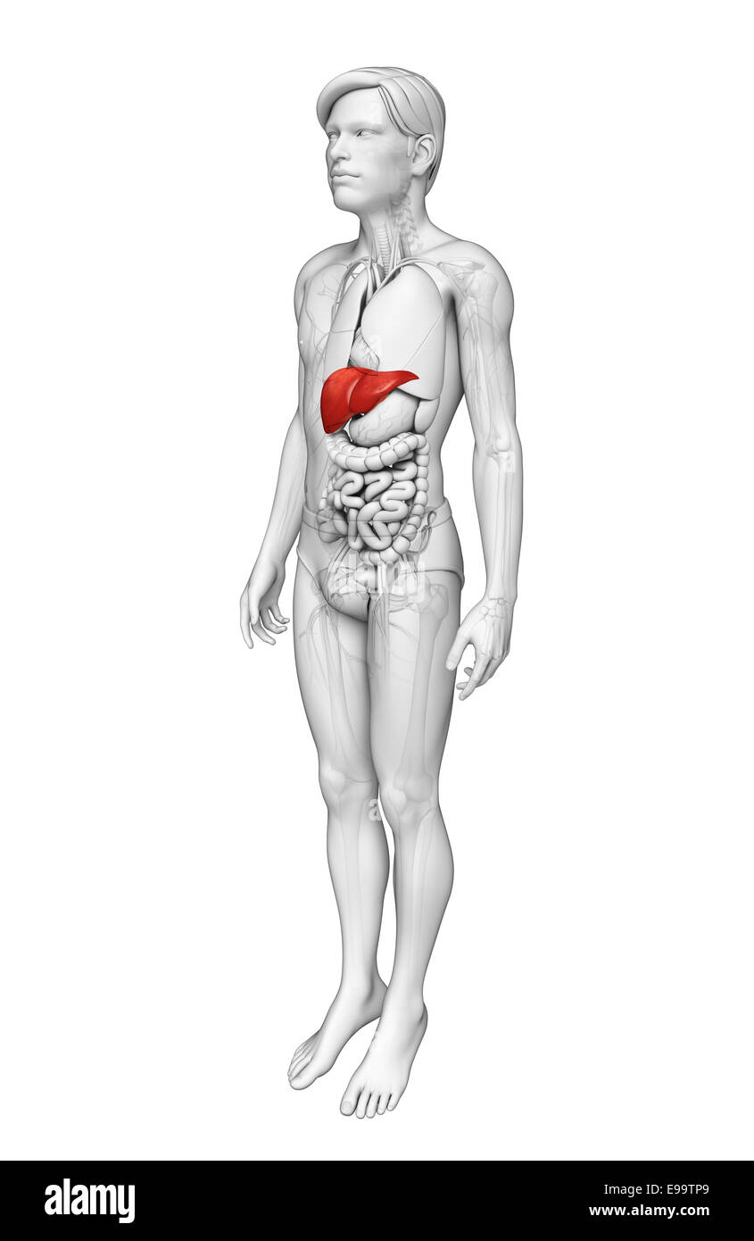 Darstellung der männlichen Anatomie der Leber Stockfoto