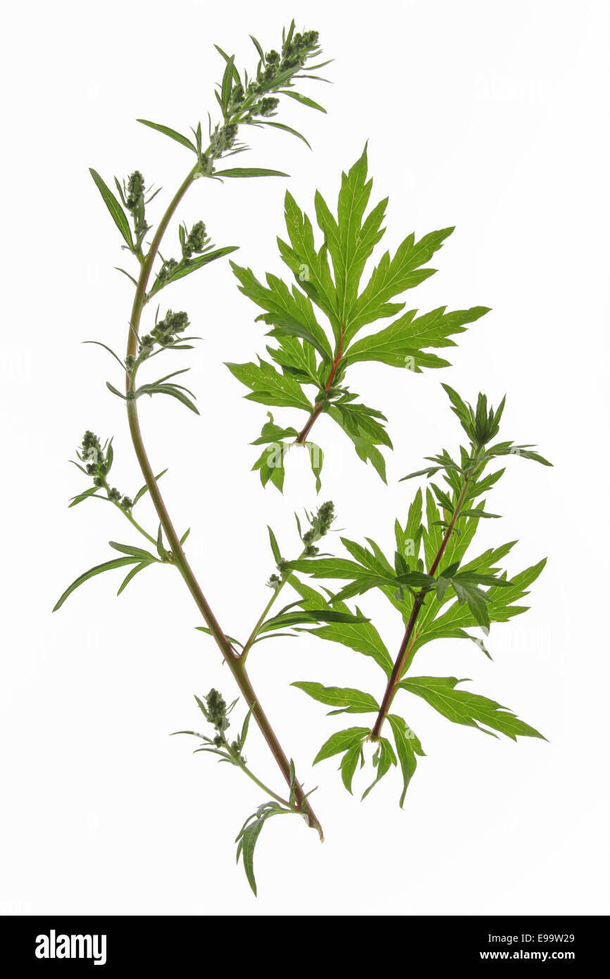 Beifuß (Artemisia Vulgaris) Stockfoto