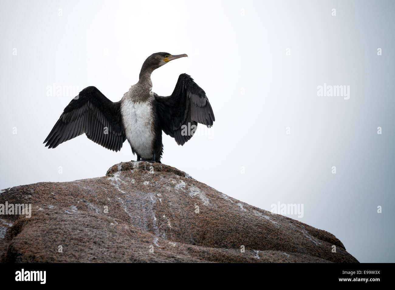 Ein Kormoran, seine Flügel zu trocknen ausbreitet Stockfoto