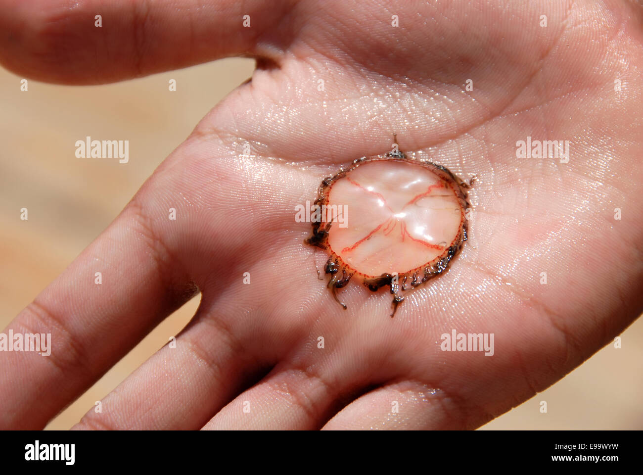 Quallen auf palm Stockfoto