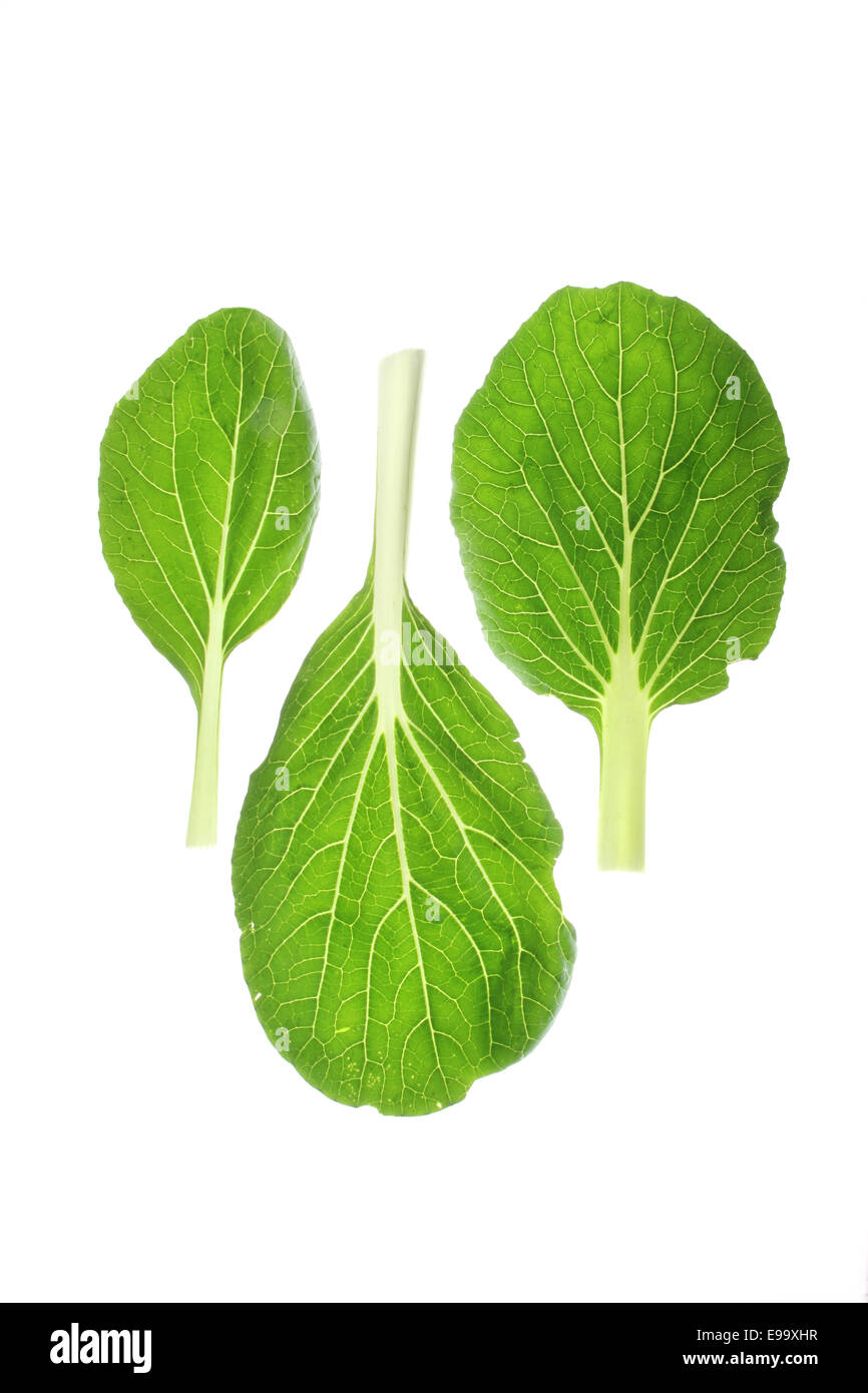 Chinakohl (Brassica Rapa Chinensis) Stockfoto