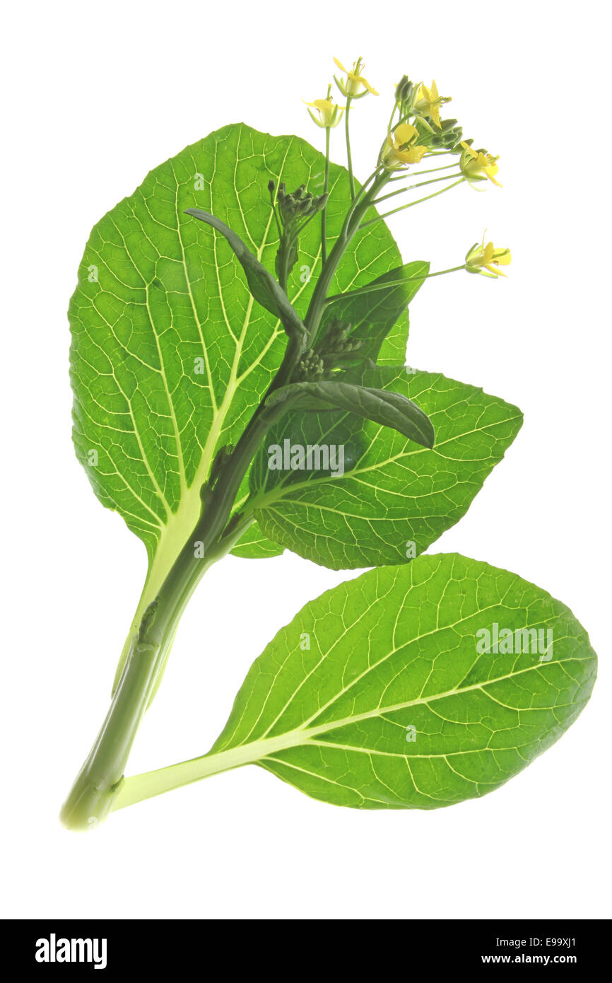 Chinakohl (Brassica Rapa Chinensis) Stockfoto