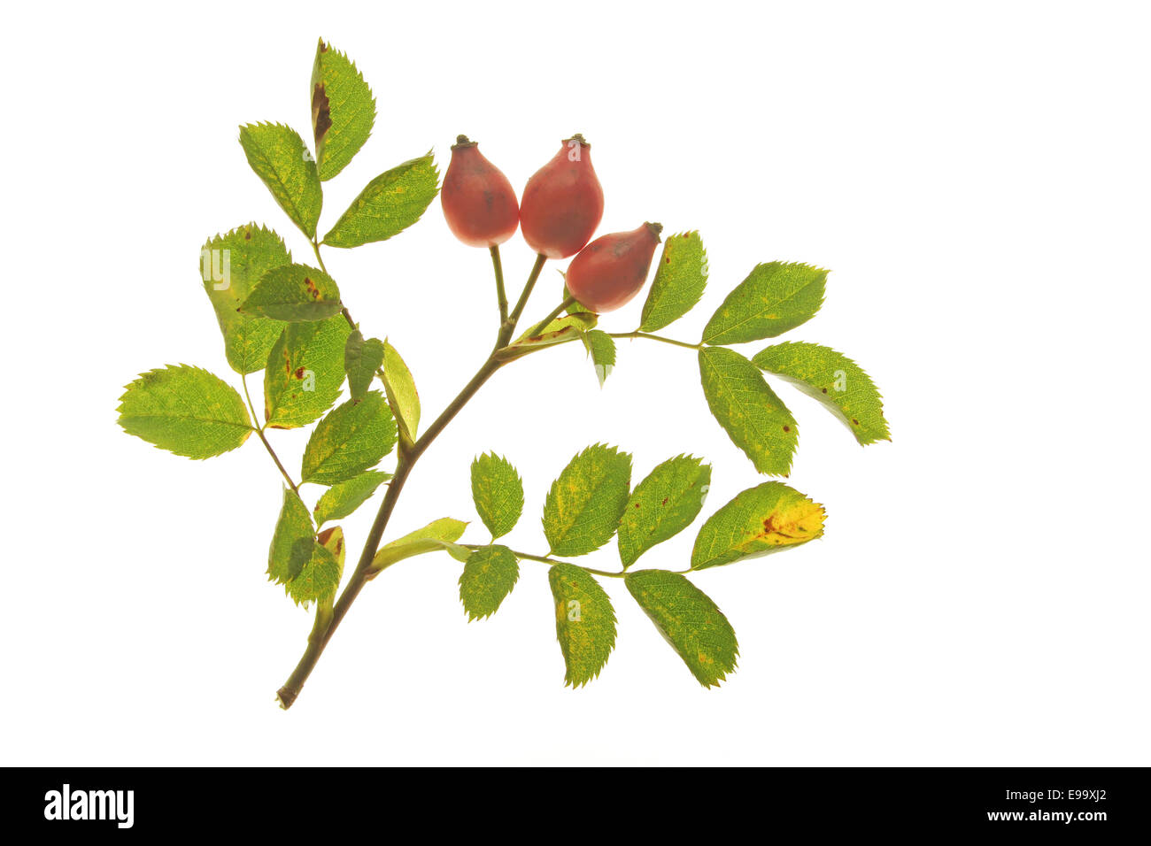 Wildrose (Rosa Canina) Stockfoto