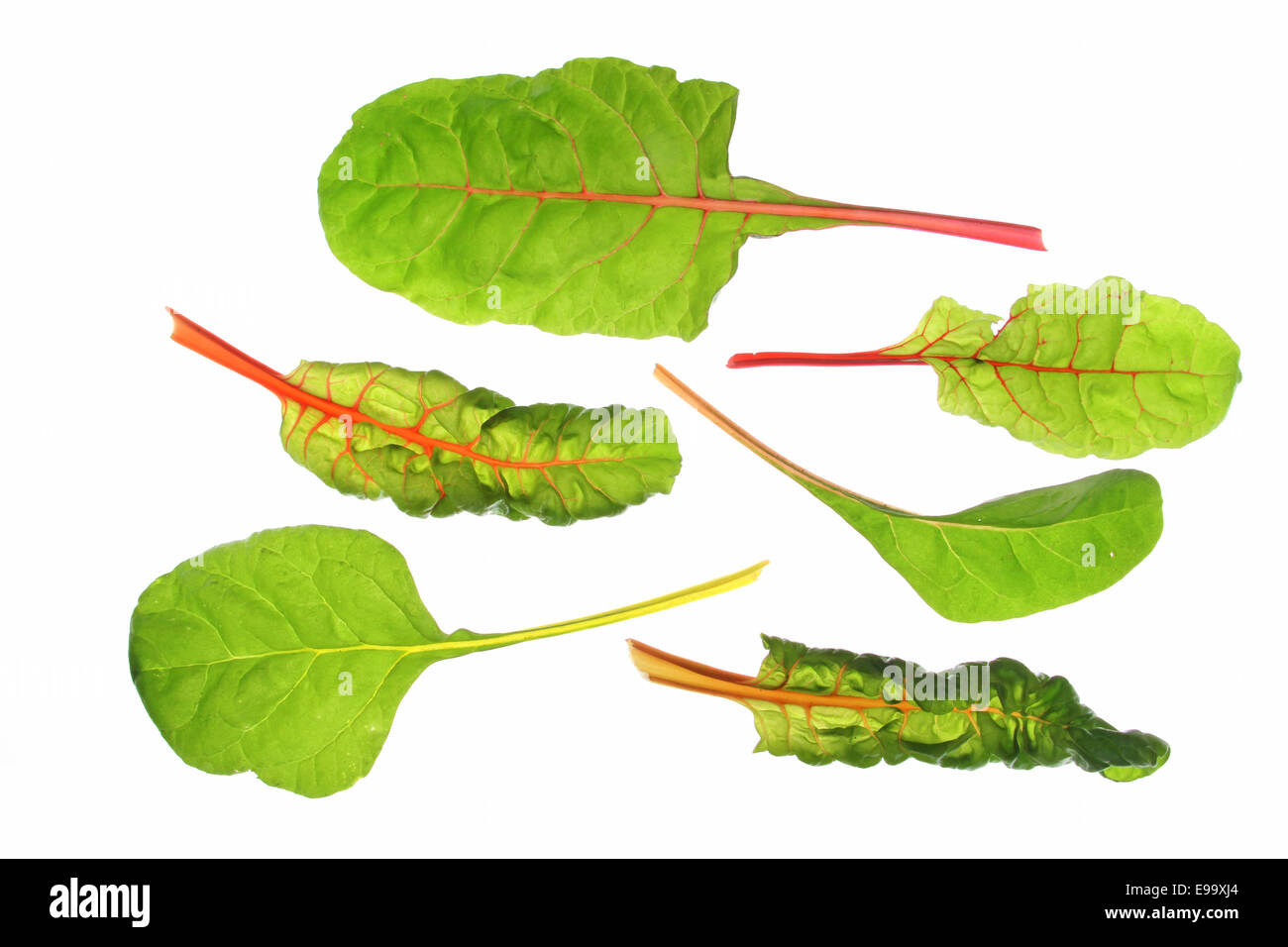 Mangold Blätter (Beta Vulgaris Subspecies Vulgaris) Stockfoto