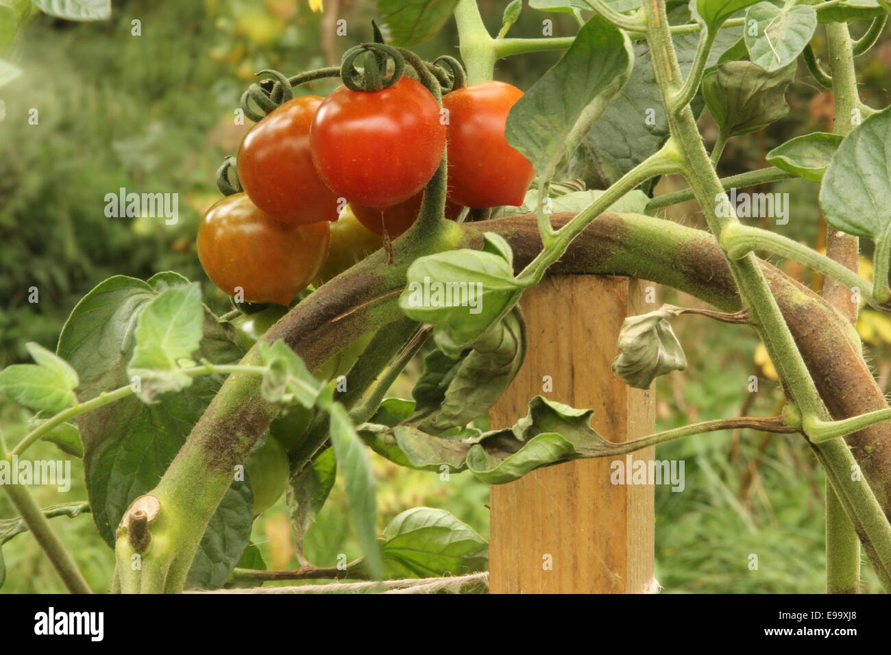 Braunfäule an Tomaten Stockfoto