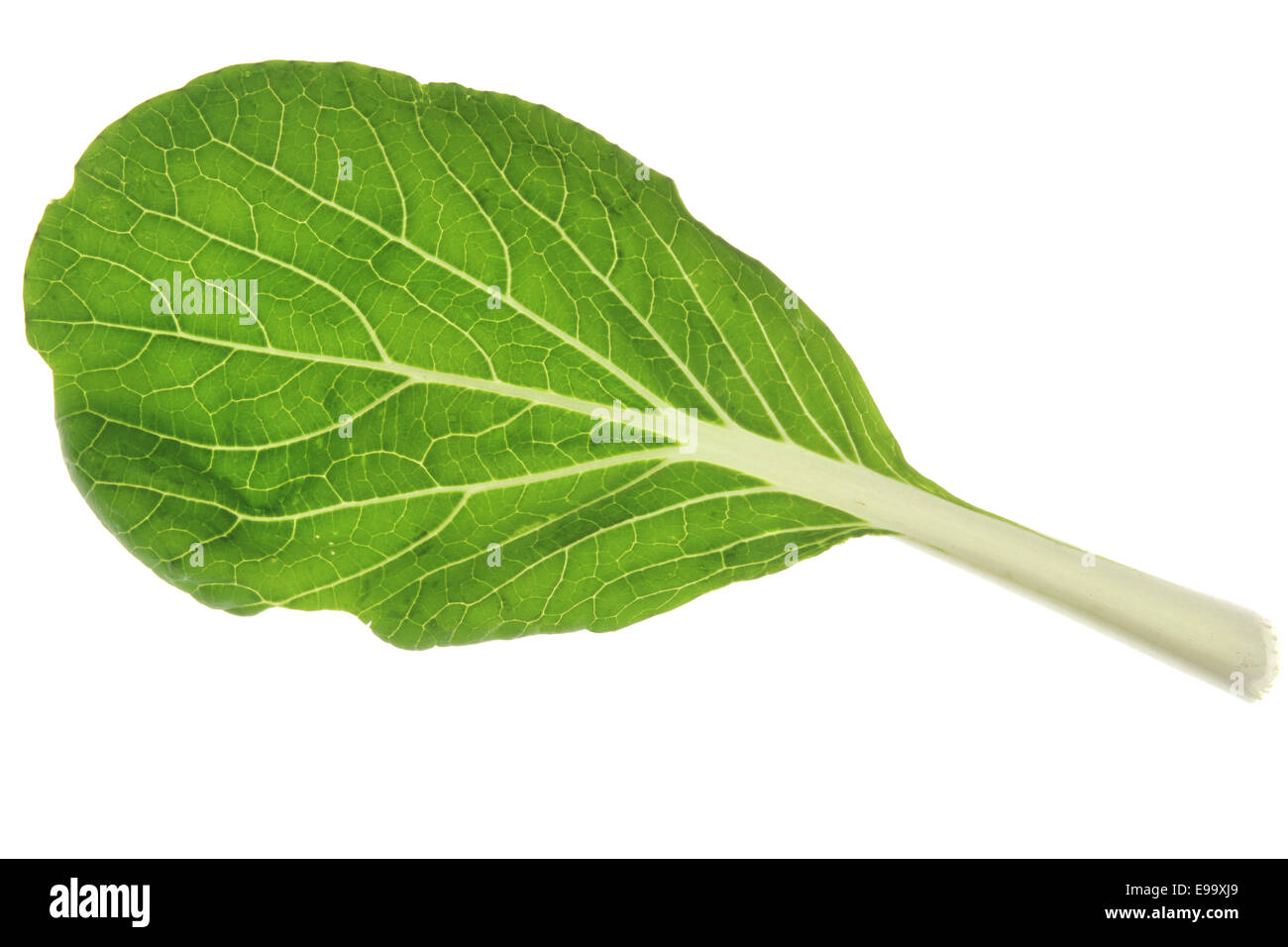 Chinakohl (Brassica Rapa Chinensis) Stockfoto