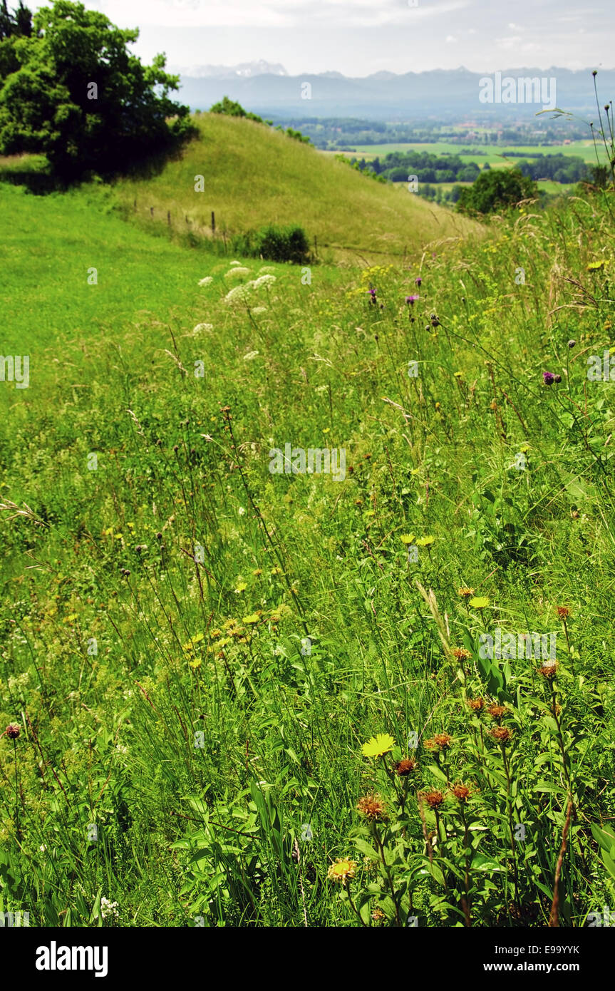 Idyllische Wiese im alpinen Hochland Stockfoto
