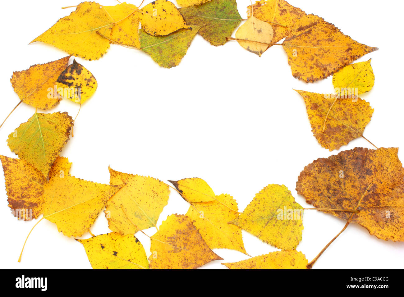 Gelbe Blätter Stockfoto
