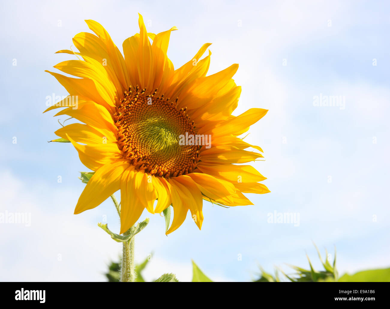 Schöne Sonnenblumen gegen blauen Himmel Stockfoto