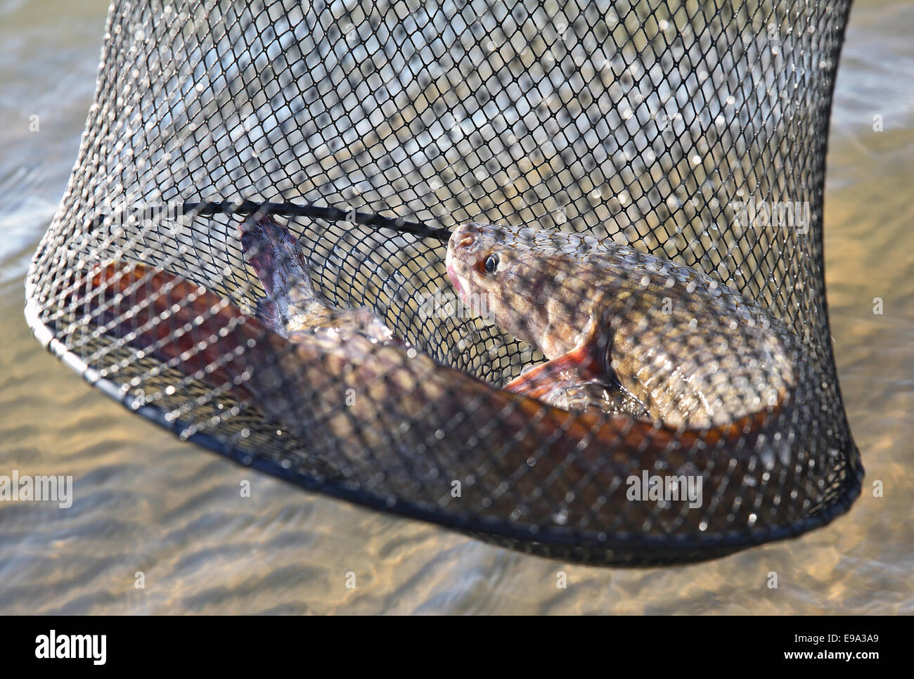 Quappen in den Käfig gegen den Fluss Stockfoto