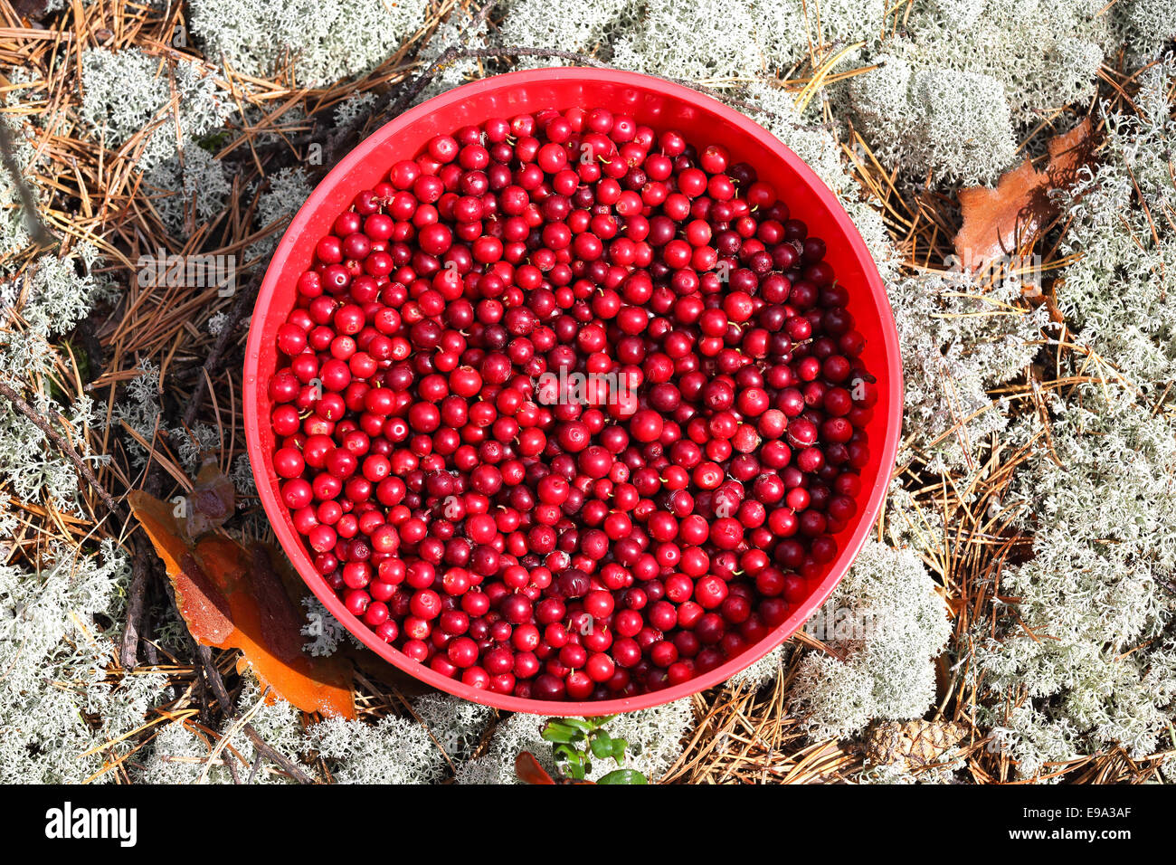 Preiselbeere im Plastikbecher Stockfoto