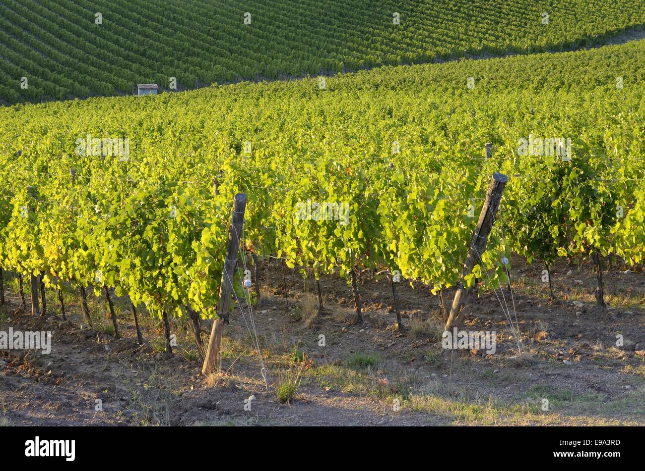 Tuscany Weinberge Stockfoto