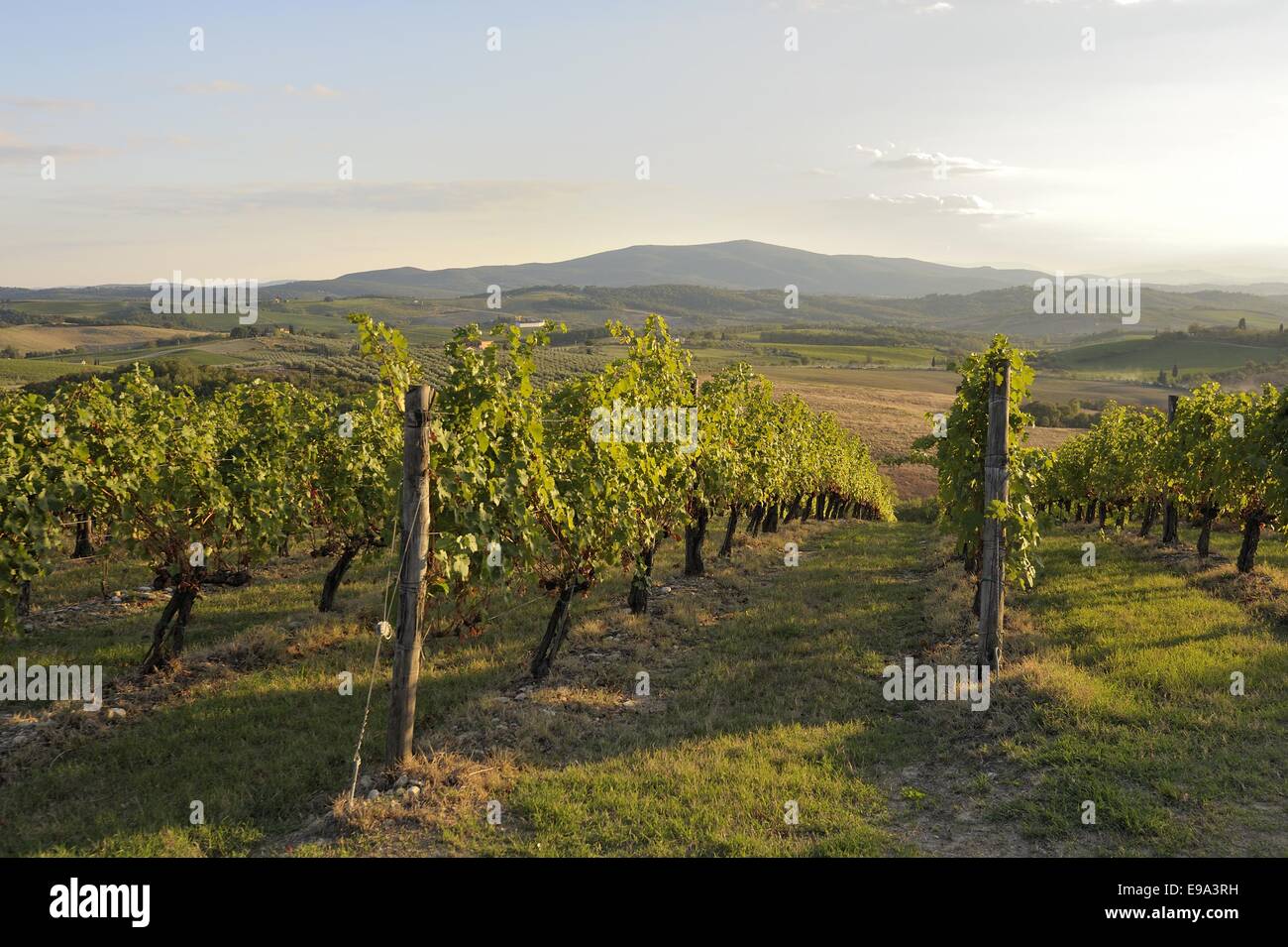 Tuscany Weinberge Stockfoto