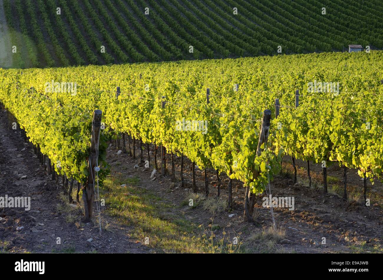 Tuscany Weinberge Stockfoto