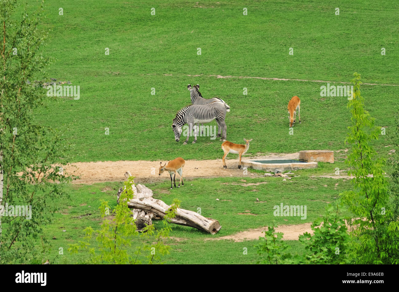 Ursäuger Säugetiere Stockfoto