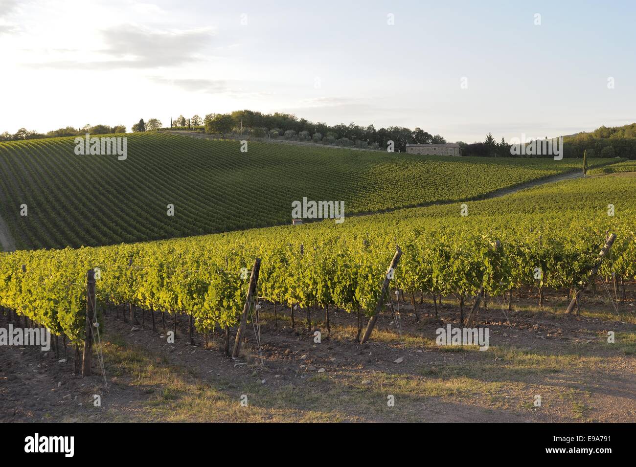 Tuscany Weinberge Stockfoto
