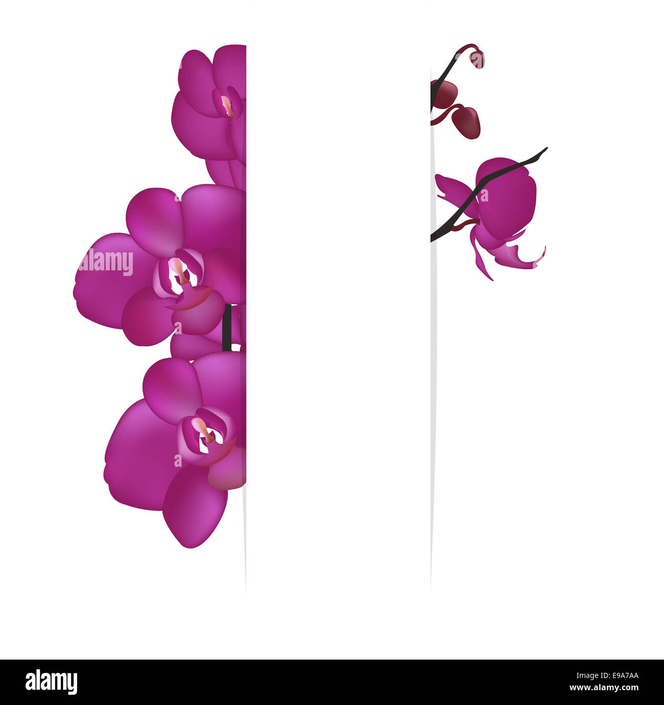 Hintergrund mit Orchideen Stockfoto