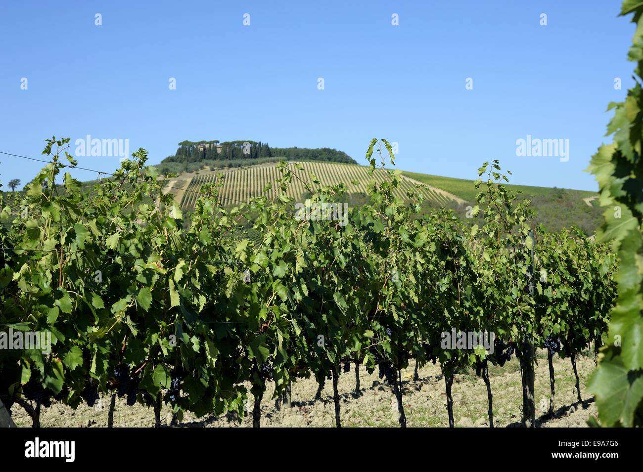 Tuscany Weinberge Stockfoto