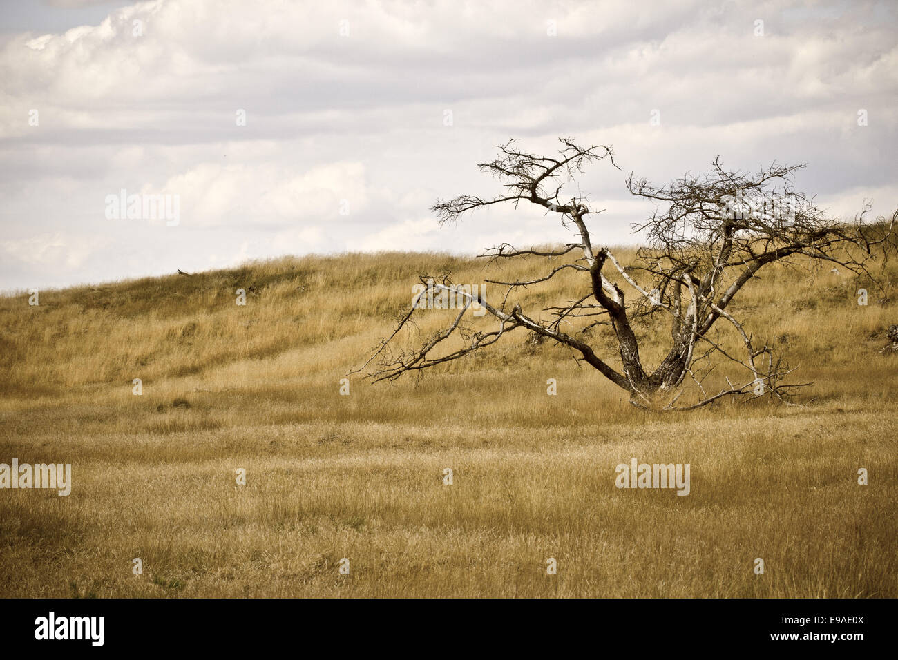 toter Baum Stockfoto