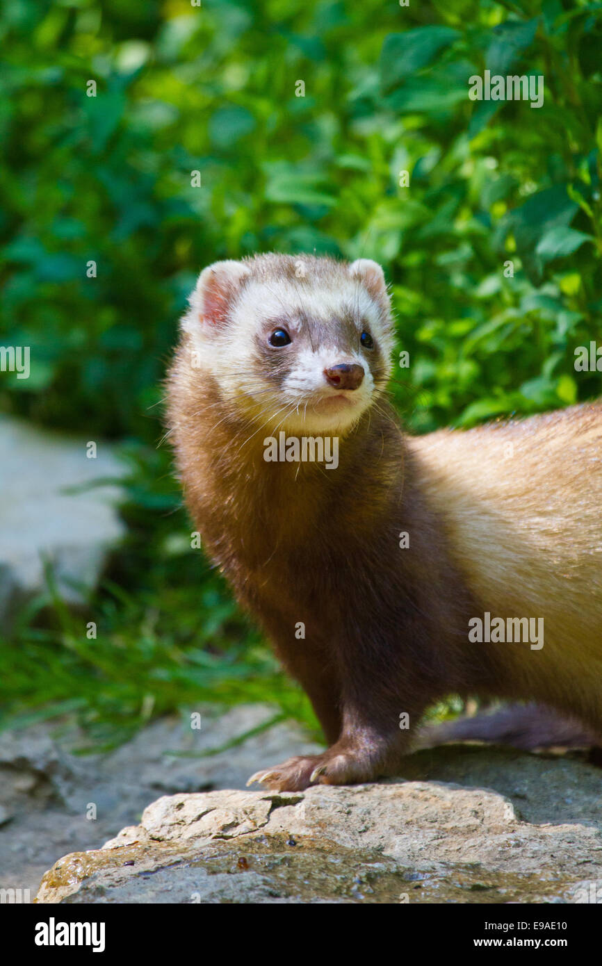 Frettchen (Mustela Putorius Furo Stockfotografie Alamy