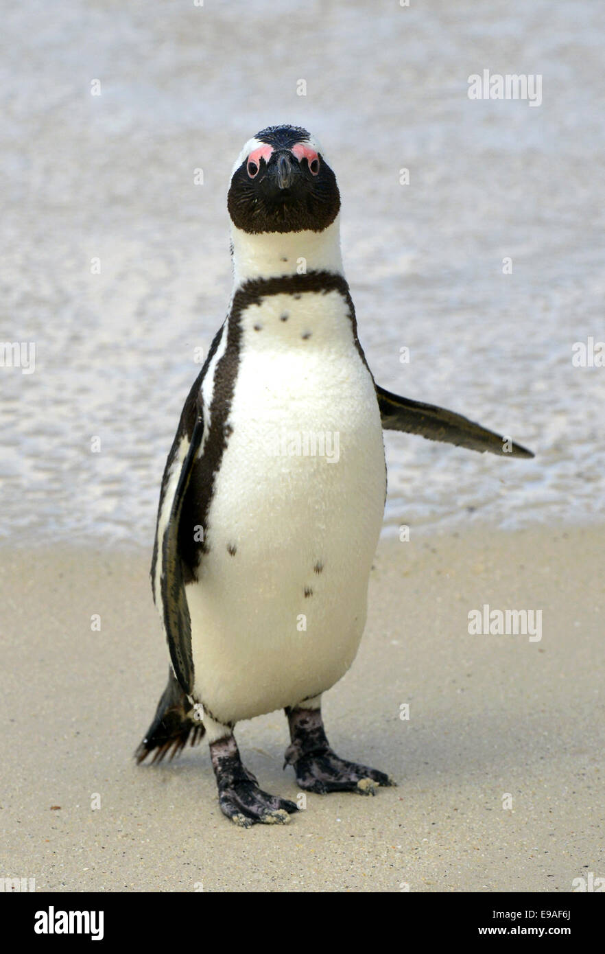 Afrikanische Pinguin (Spheniscus Demersus) spazieren am Strand. Südafrika Stockfoto