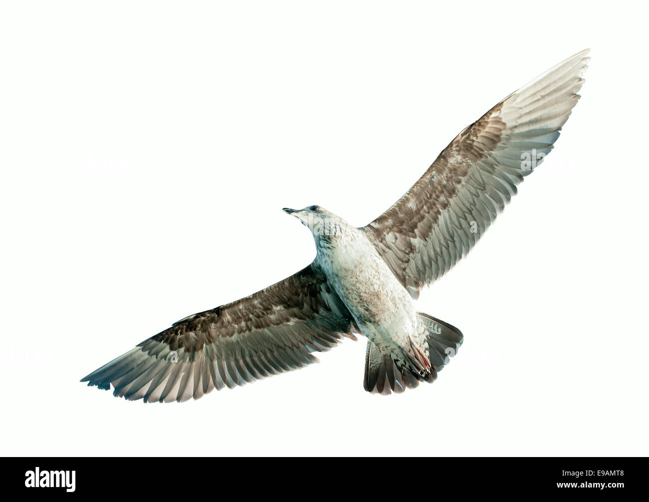 Fliegende Kelp Gull (Larus Dominicanus), auch bekannt als die Dominikaner Gül und schwarz unterstützt Kelp Gull. False Bay, Südafrika.  ISOL Stockfoto