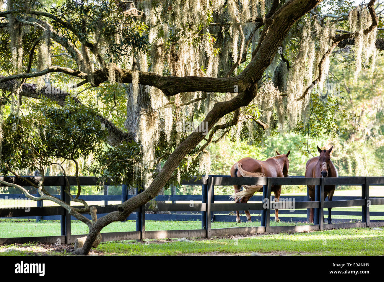 Pferde-Rest unter der Avenue of Oaks, behängt mit spanischem Moos bei Boone Hall Plantation in Mt. Pleasant, South Carolina. Stockfoto