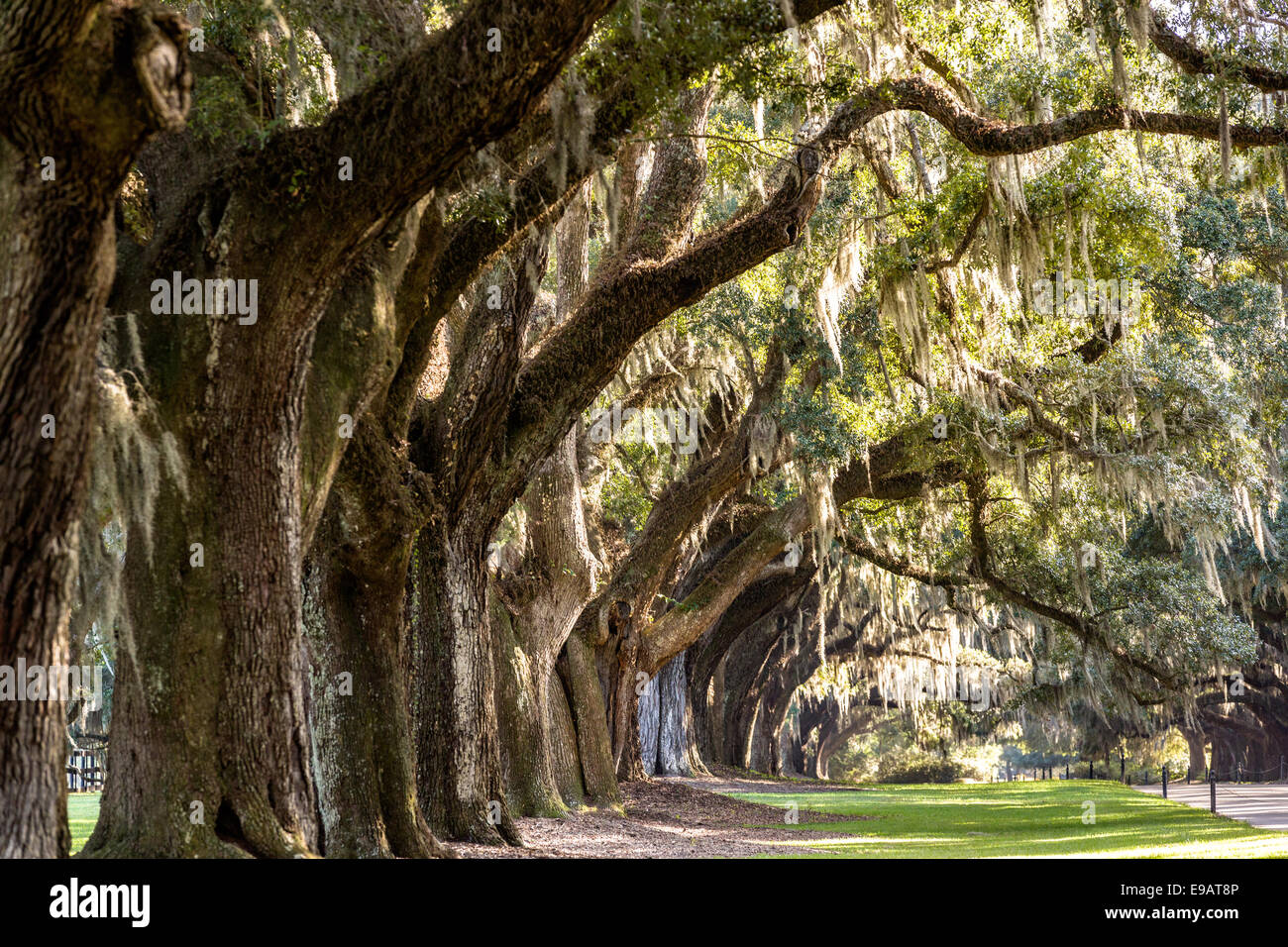 Allee der Eichen, behängt mit spanischem Moos bei Boone Hall Plantation in Mt. Pleasant, South Carolina. Stockfoto