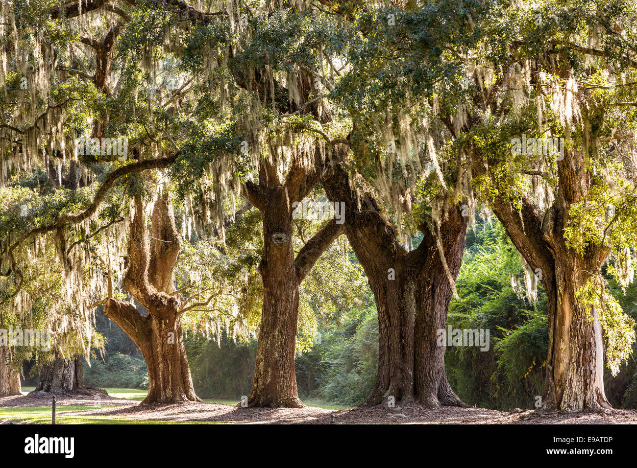 Allee der Eichen, behängt mit spanischem Moos bei Boone Hall Plantation in Mt. Pleasant, South Carolina. Stockfoto