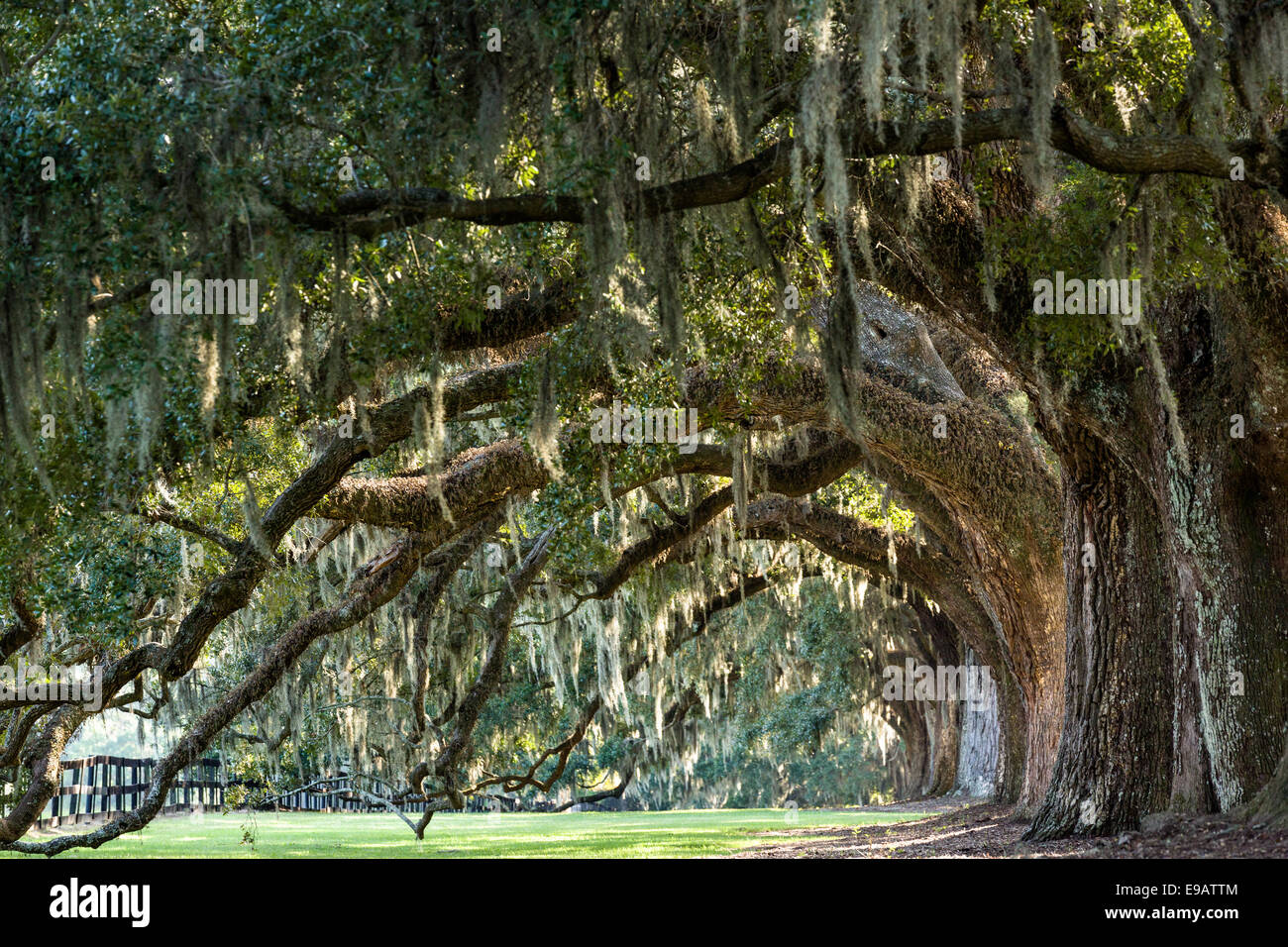 Allee der Eichen, behängt mit spanischem Moos bei Boone Hall Plantation in Mt. Pleasant, South Carolina. Stockfoto