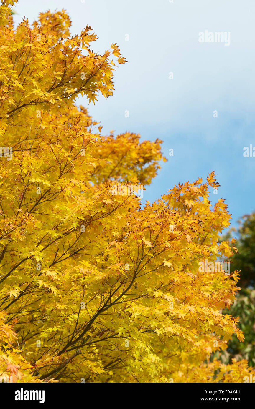 Acer Palmatum Sango Kaku Ahornbaum im Herbst Stockfoto